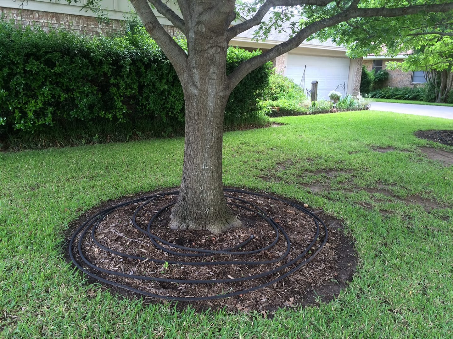 Tree removal in progress — Advanced Arboriculture LLC, Odenton MD