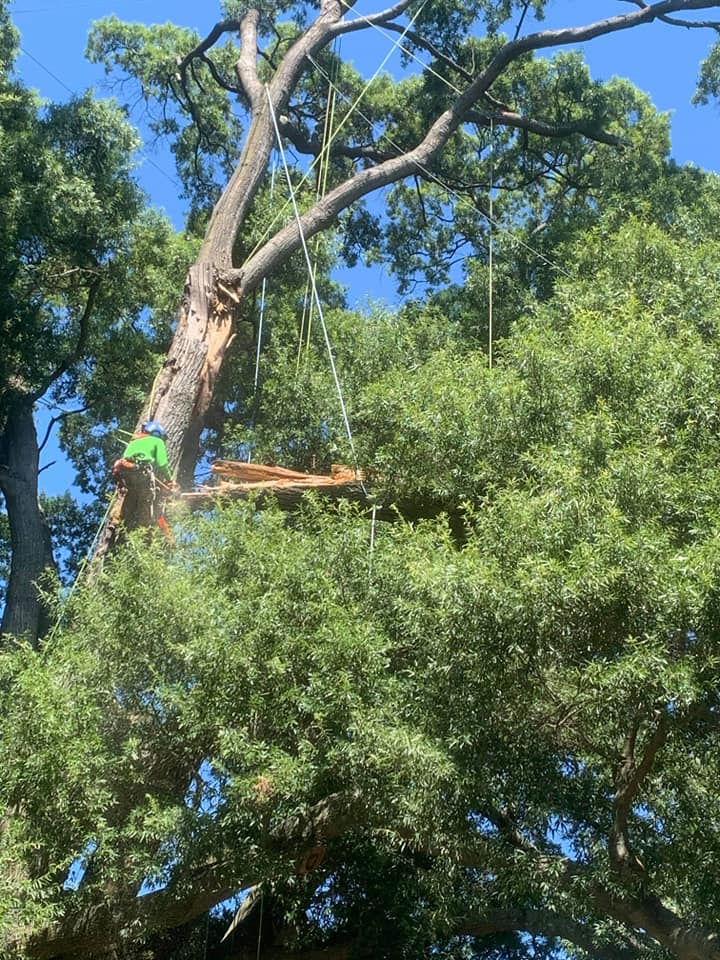 ISA-certified arborist tree pruning — Central Maryland