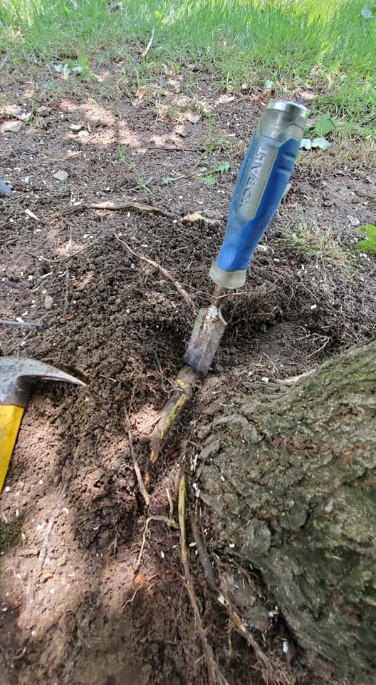 Tree trimming and canopy work — Crofton MD
