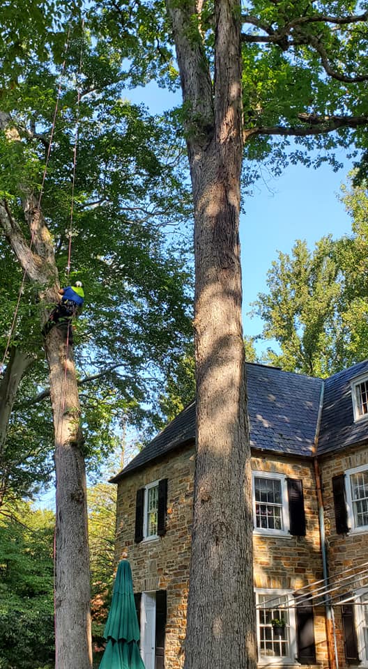 Large tree removal — Advanced Arboriculture, Gambrills MD