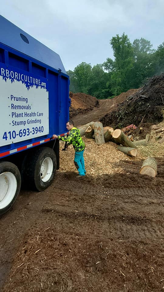Climbing arborist performing structural pruning — Severn MD