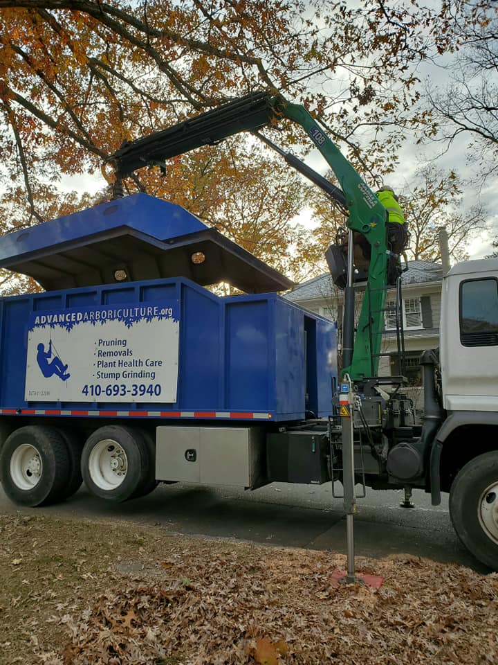 Tree work in residential yard — Severna Park MD