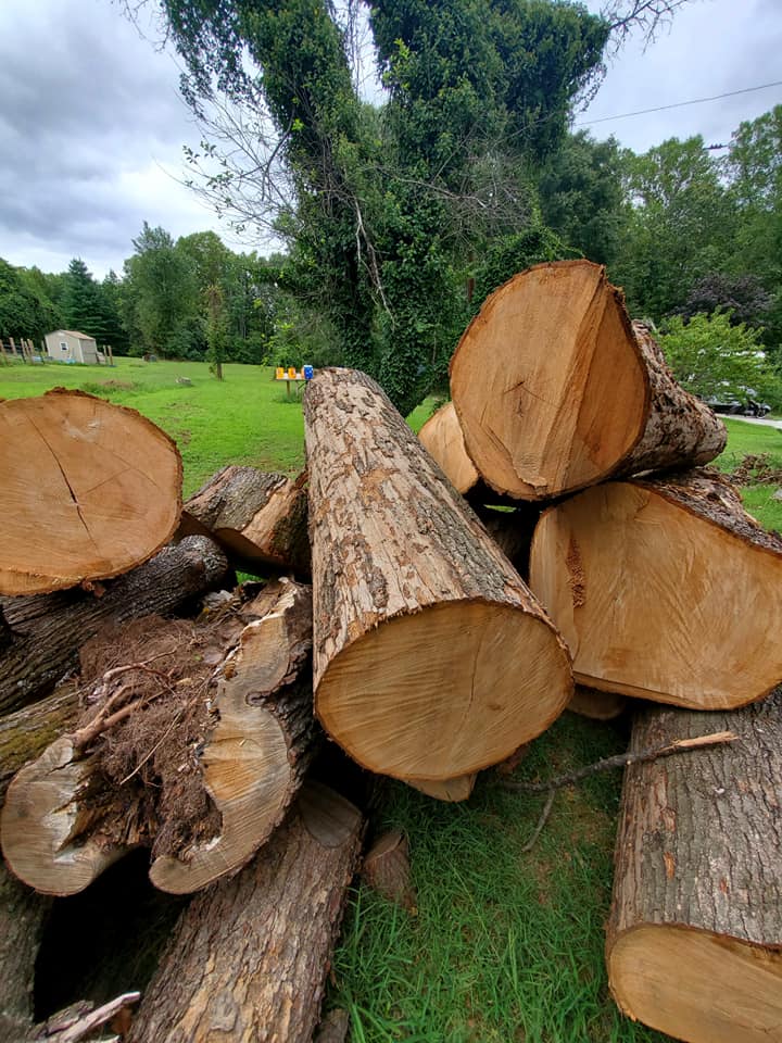 Deadwood removal and crown cleaning — Millersville MD
