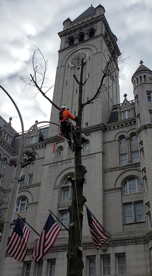Advanced Arboriculture team — ISA certified arborists Central Maryland