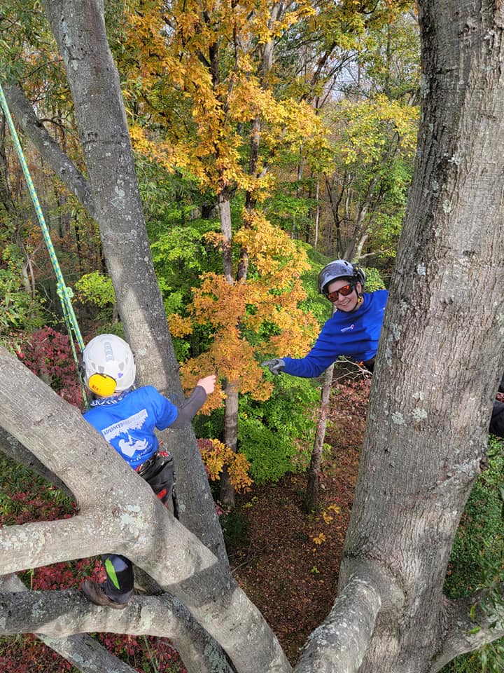 Tree pruning and trimming — Laurel MD