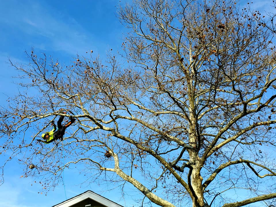 Tree stump removal — Glen Burnie MD