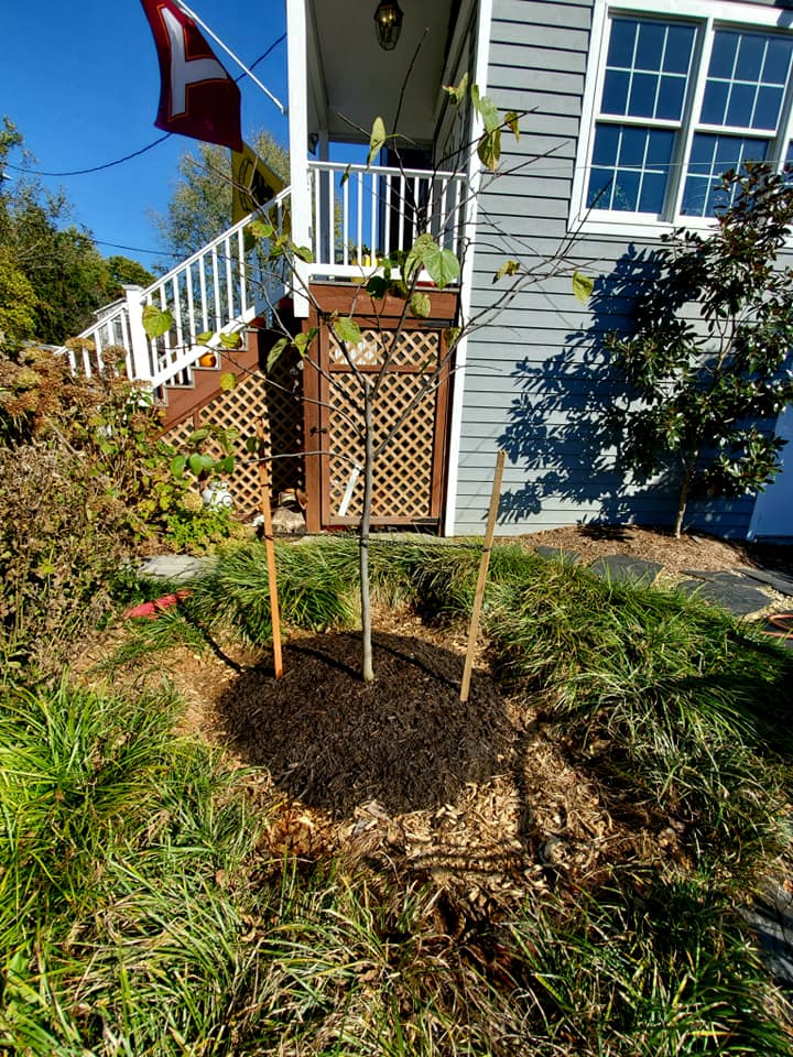 Arborist rigging and removal — Annapolis MD