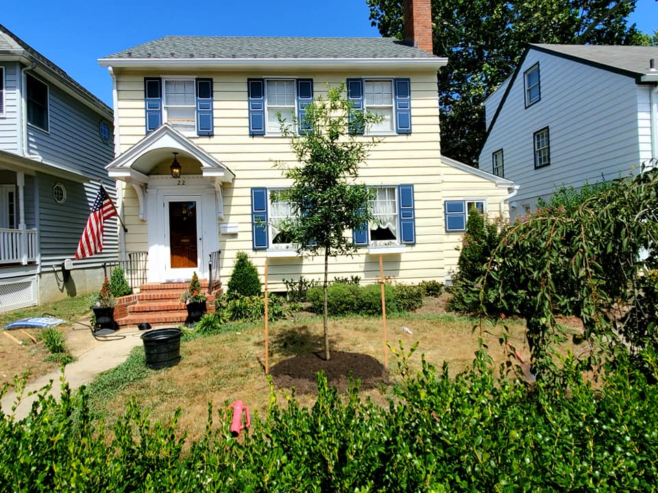 Tree cabling and structural support — Fort Meade MD