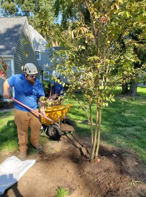Advanced Arboriculture LLC — certified tree care, Central Maryland